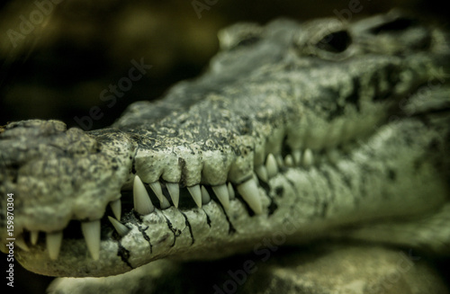 Close-up from crocodile mouth  with depth of field in the background