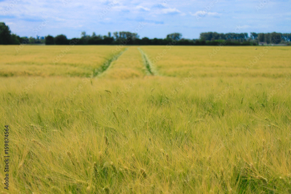 rye field in summer