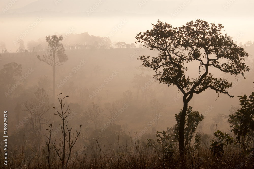 Obraz premium Morning silhouette