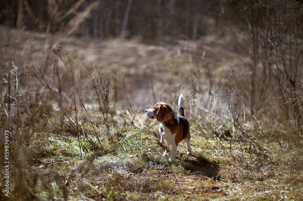 dog beagle play in the meadow forest field