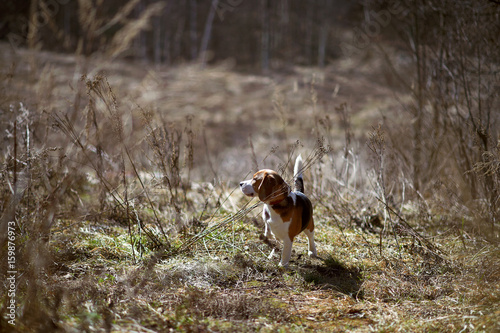 Fototapeta Naklejka Na Ścianę i Meble -  dog beagle play in the meadow forest field