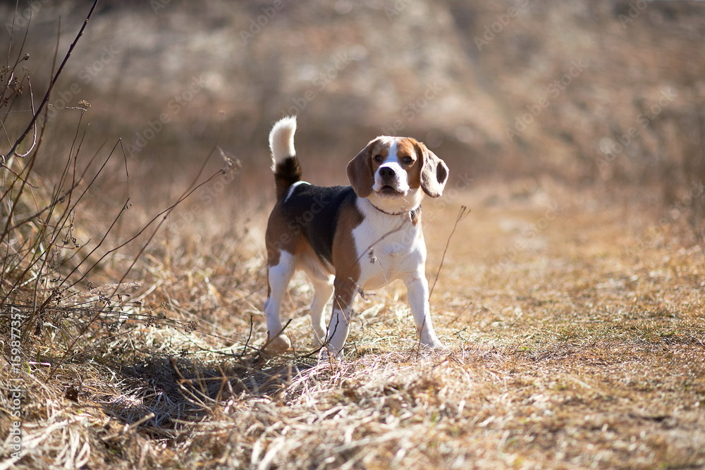 dog beagle play in the meadow forest field