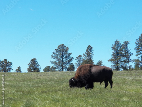 Grazing Bison