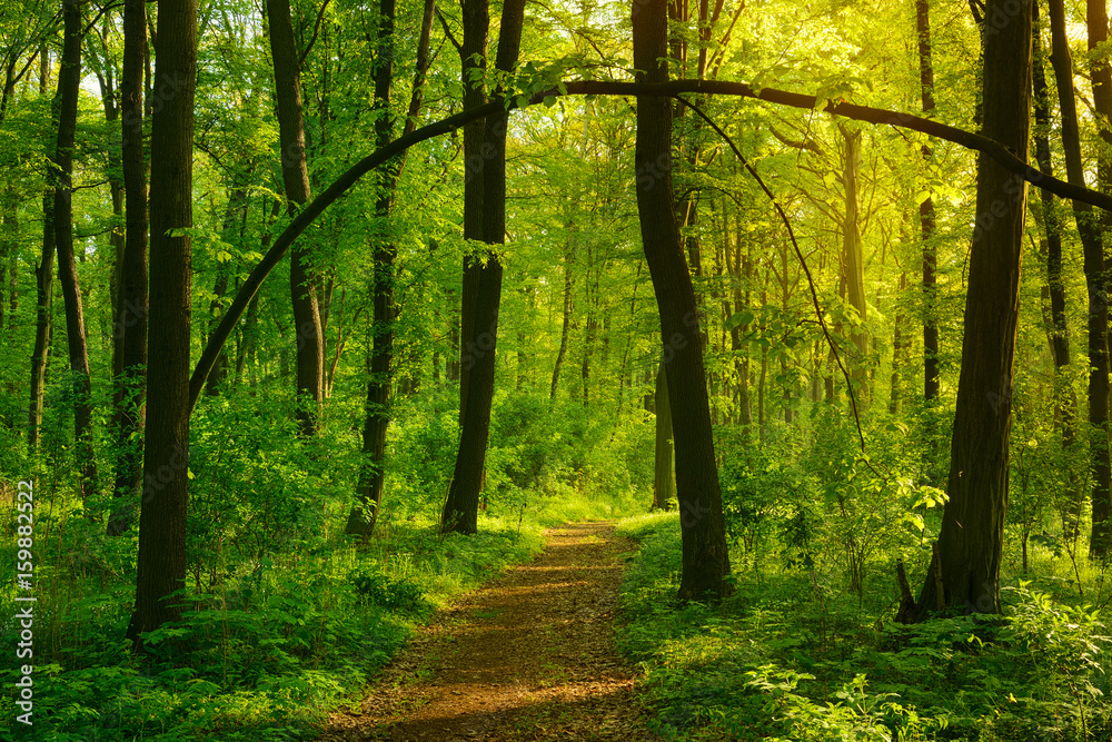 Footpath through Wild Natural Forest in the Beautiful Light of the Morning Sun