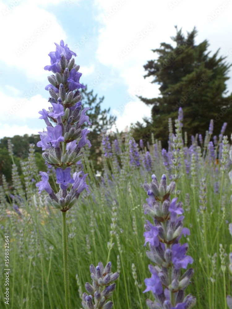 Obraz premium lavender closeup
