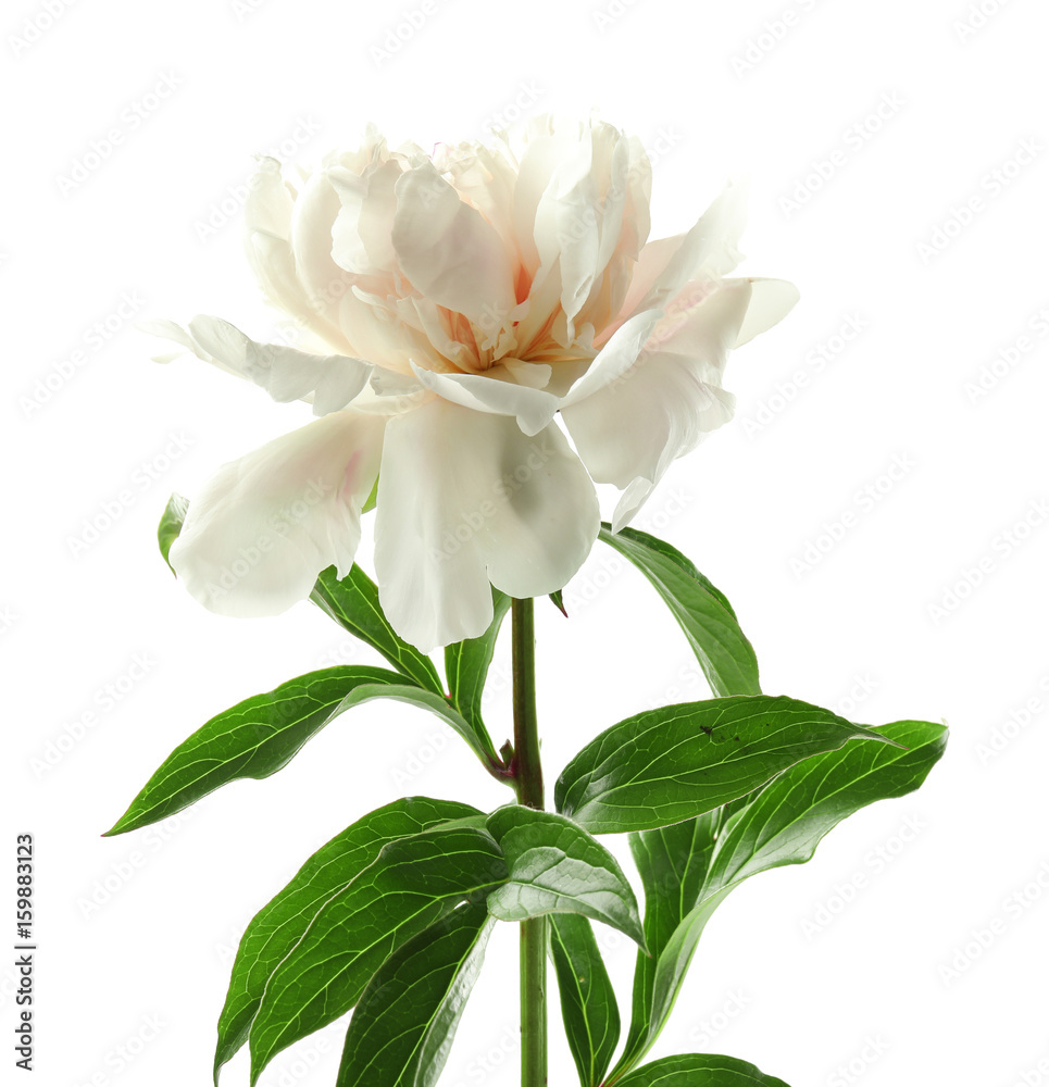 Fototapeta premium Beautiful peony flower on white background, closeup