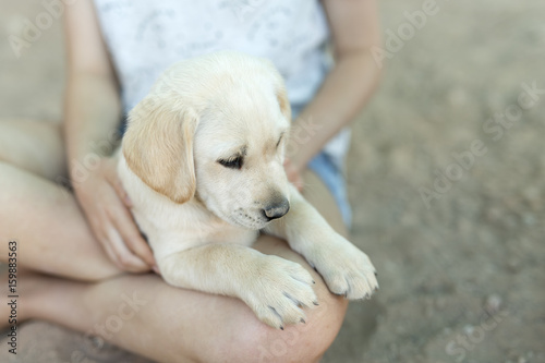 Portrait of small golden retriever puppy