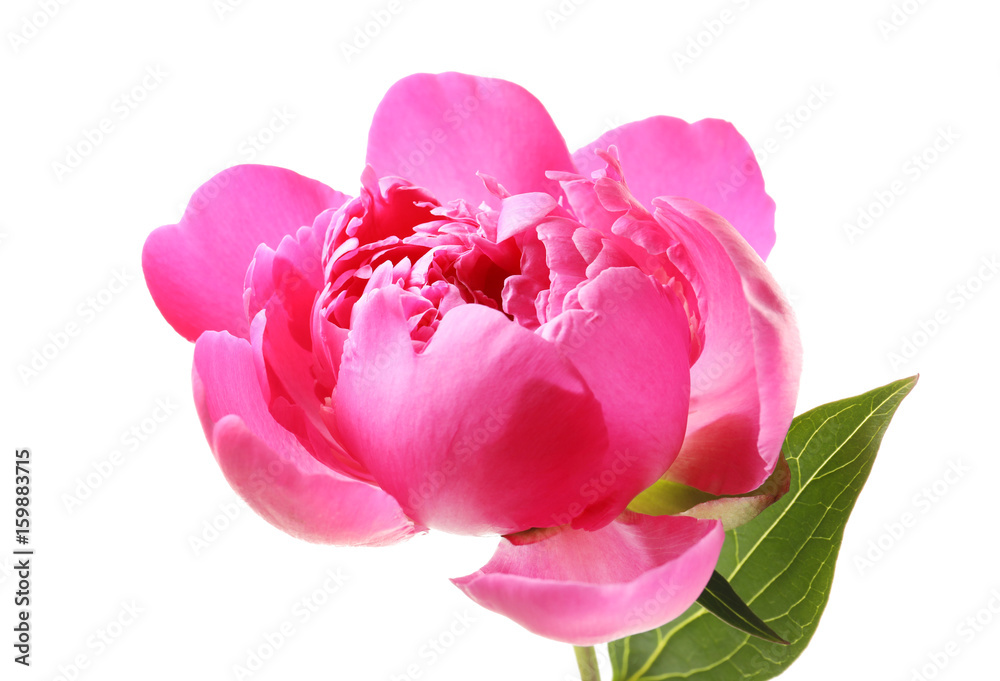 Beautiful peony flower on white background, closeup Beautiful peony flower on white background, closeup
