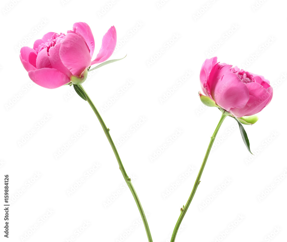 Beautiful peony flowers on white background Beautiful peony flowers on white background