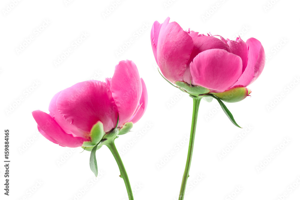 Beautiful peony flowers on white background