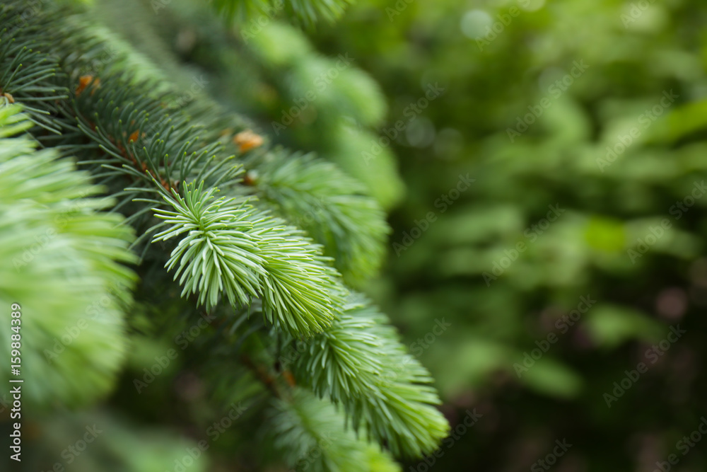 Beautiful branches of fir-tree, closeup