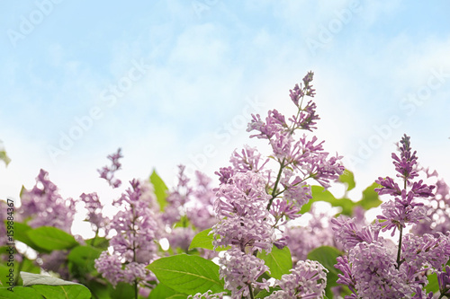 Beautiful blooming lilac tree and blue sky on background