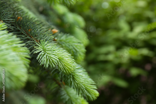 Beautiful branches of fir-tree  closeup