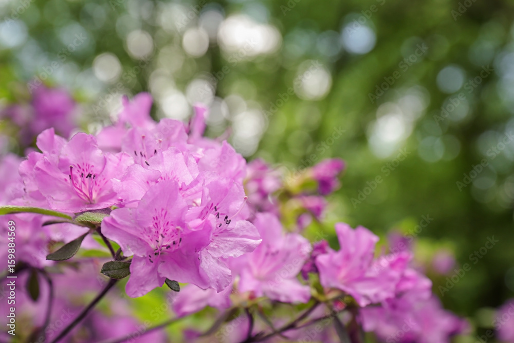 Beautiful branch of rhododendron on blurred background, close up Beautiful branch of rhododendron on blurred background, close up
