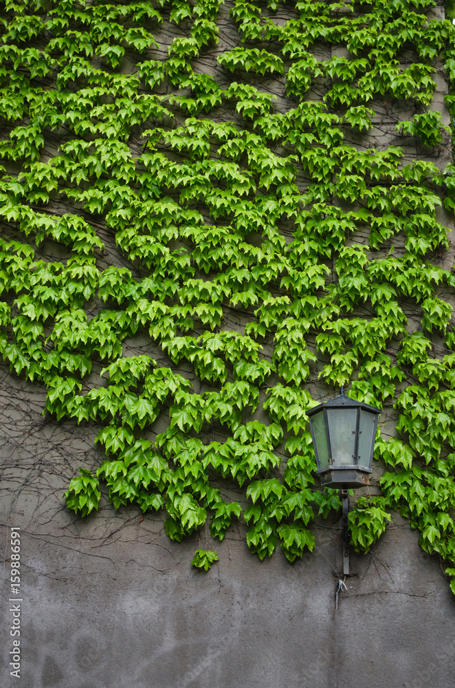 Natural ivy growth by green wall of leaves. Classical lantern stay alone near wall