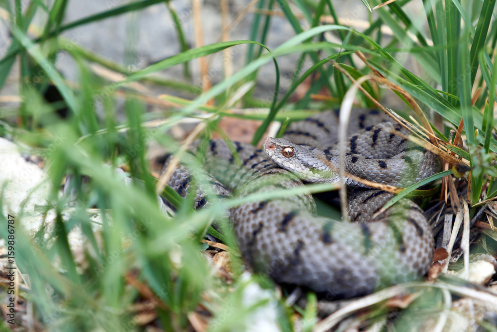 Naklejka premium Juraviper