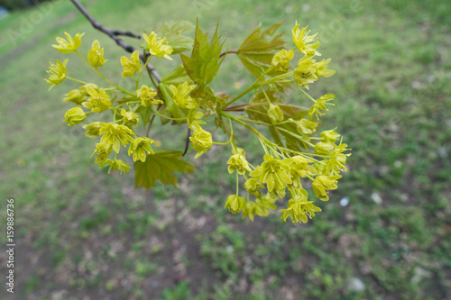 Branch of Acer platanoides in early spring