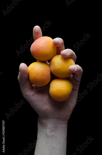 Hand Holding Multiple Apricots over Black Background