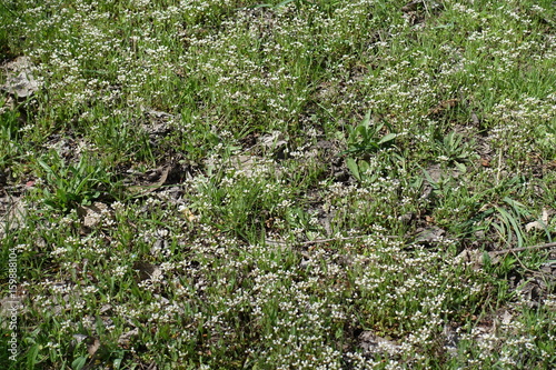 Glade covered with lots of white flowers