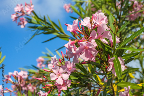 Beautiful pink nerium oleander flowers on bright summer day