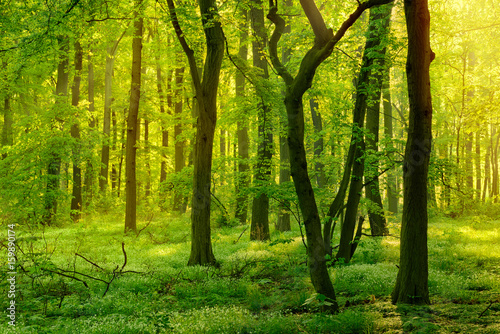 Wild Natural Forest in the Beautiful Light of the Morning Sun © AVTG