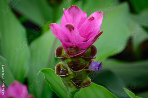 Siam Tulip flower