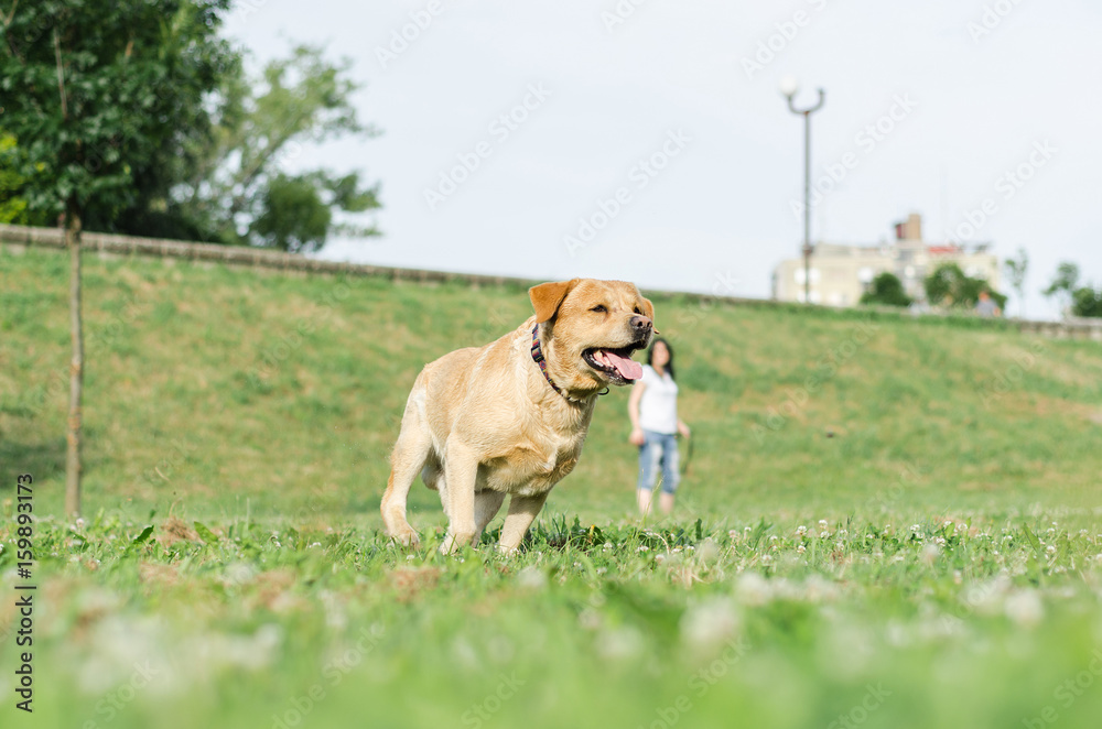 labrador playing and brings the ball