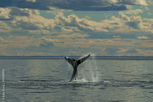 Whale Patagonia Argentina © foto4440