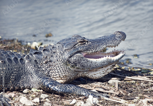 Young alligator basking