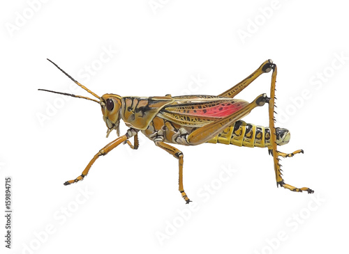 Southeastern Lubber Grasshopper watercolor