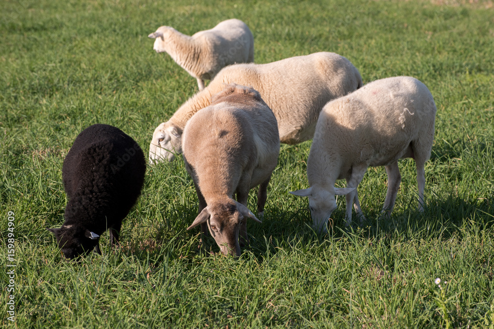 Naklejka premium Ewes and lambs in a grassy field.