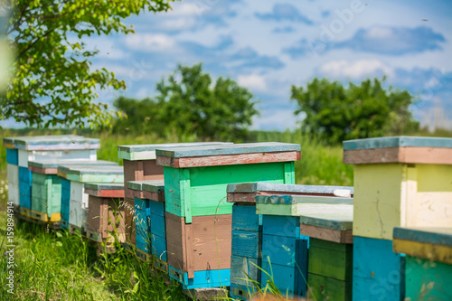 Hives in the apiary. bees ready for honey. Apiculture © Vadim