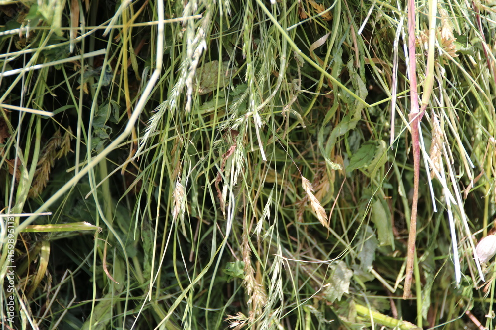 Fototapeta premium Close-up of Hay, Dry Grass of an Alpine Meadow / Heinfels, Osttirol, Austria