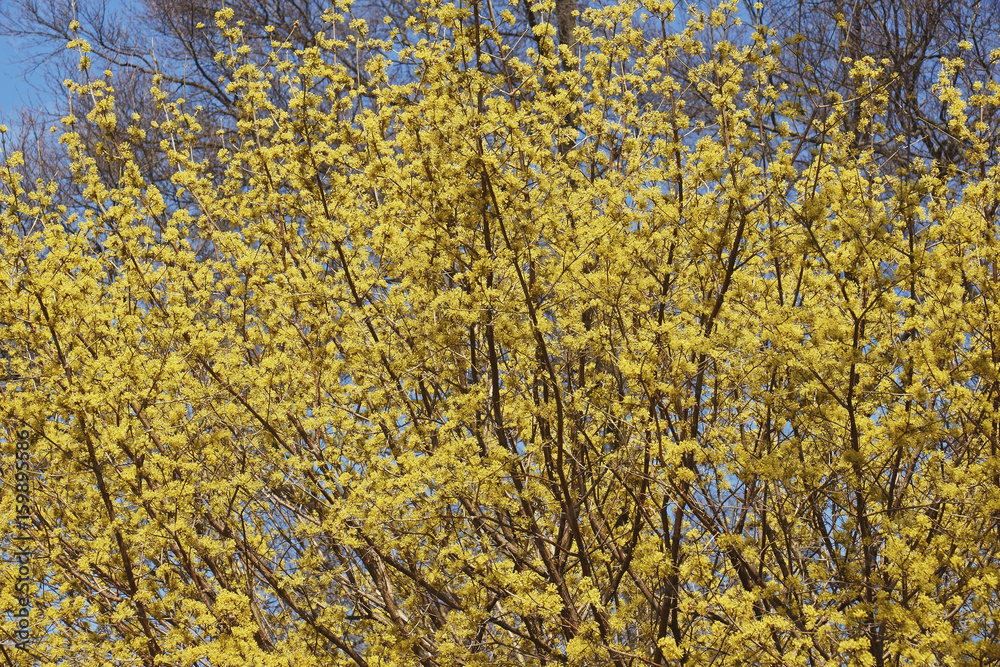 Spring Glow Cornelian cherry dogwood (Cornus mas Spring Glow) Spring Glow Cornelian cherry dogwood (Cornus mas Spring Glow)