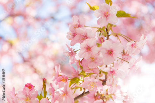 pink Sakura blossom branch under Sakura tree shade behind sunlight