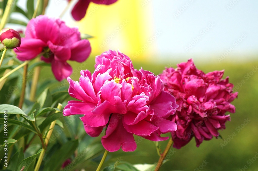 Fototapeta premium blüte