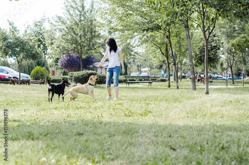 Girl trained dog in the park