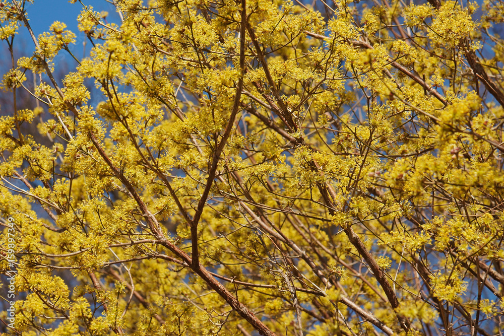 Spring Glow Cornelian cherry dogwood (Cornus mas Spring Glow) Spring Glow Cornelian cherry dogwood (Cornus mas Spring Glow)