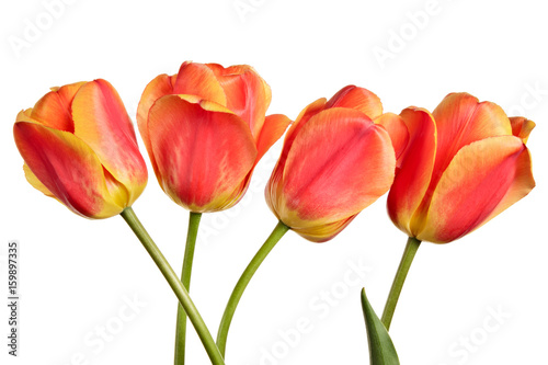 Canvas Print Isolated tulips on a white background