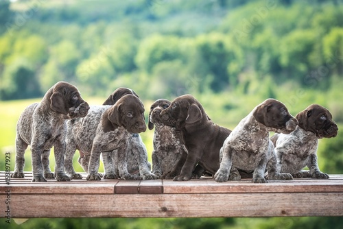 Teneri cuccioli di kurzhaar photo