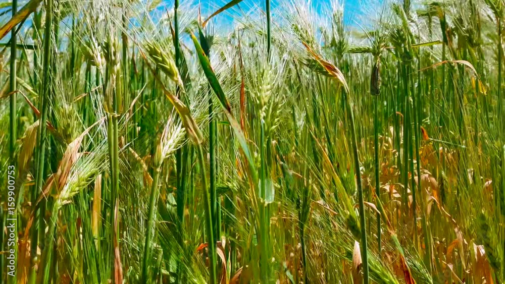 Langsamer Gang durch Weizen Feld bei strahlendem Sonnenschein