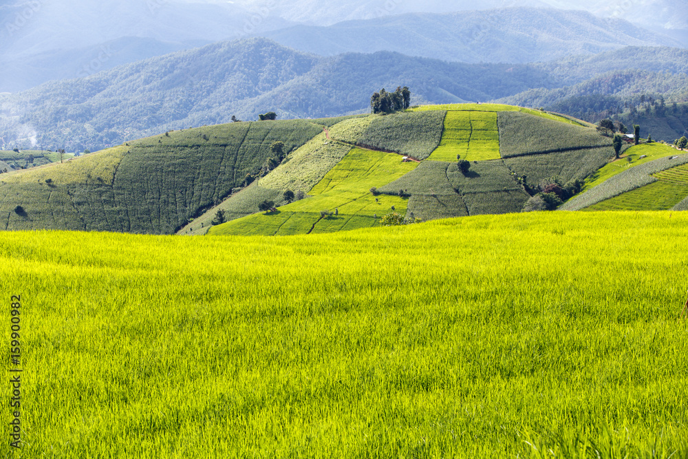 Obraz premium Green terraced rice field in pa pong piang, Chiang Mai, Thailand