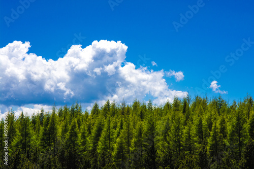 Fir forest against blue sky in the French Pyrenees