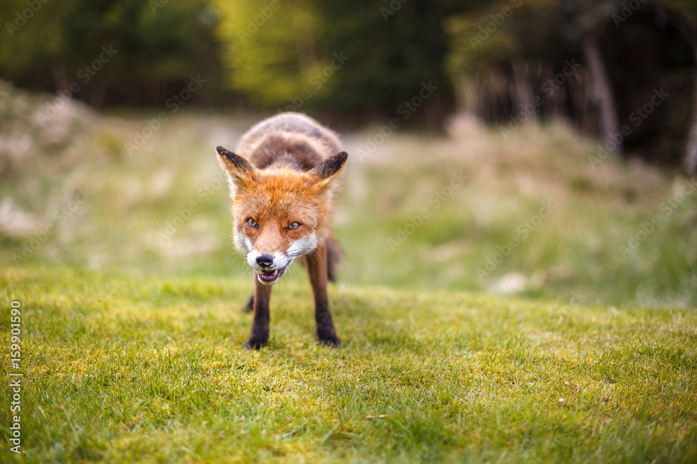 Fototapeta premium Red fox near HIrtshals