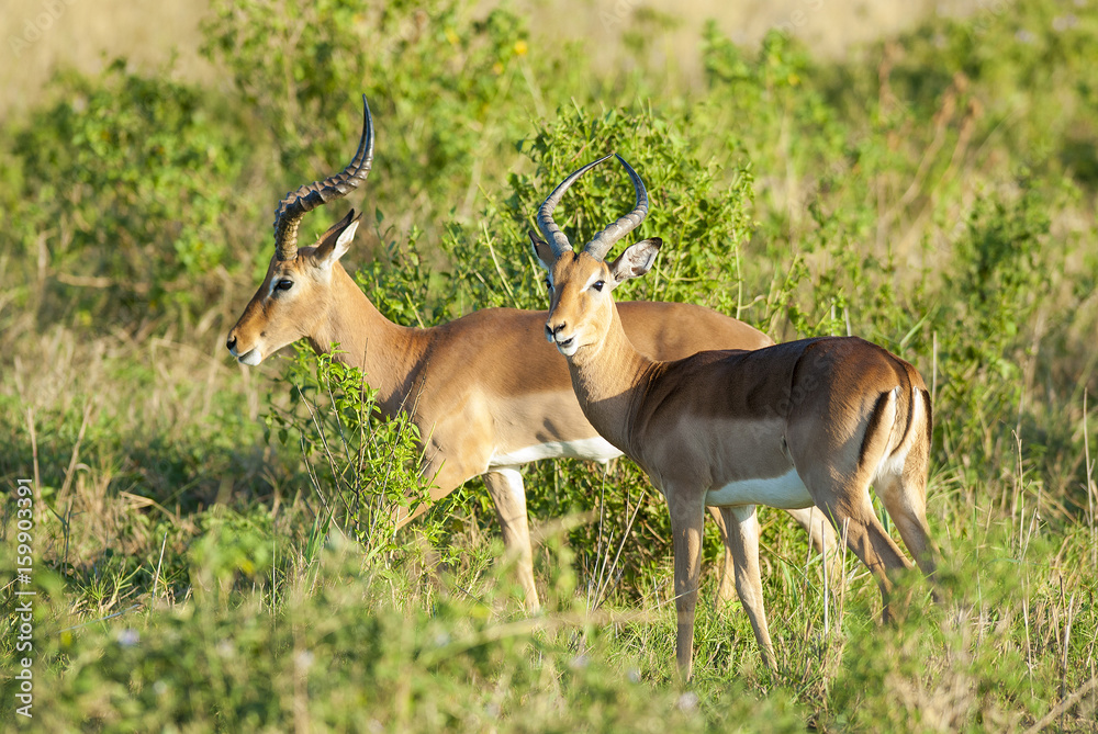 Impala South Africa Impala South Africa