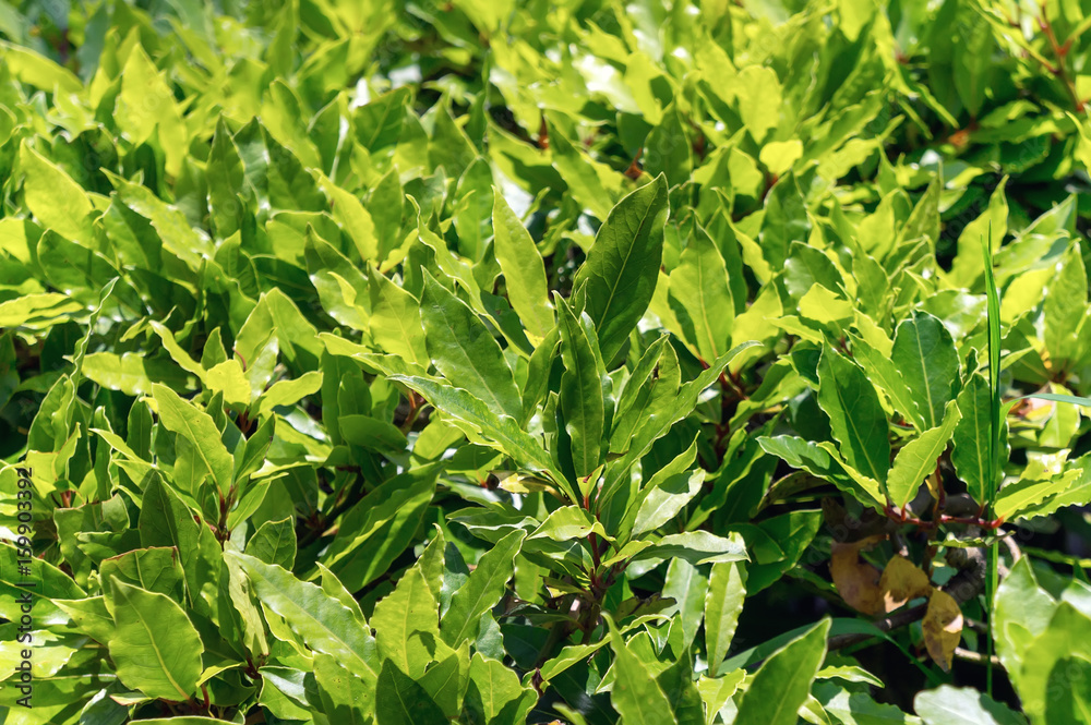 Green bay leaves on bush nature background Green bay leaves on bush nature background