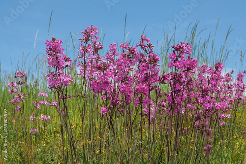 Pechnelke, Silene viscaria