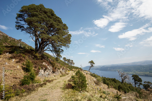 Single tree in front of Loch Ness on Great Glen Way.
