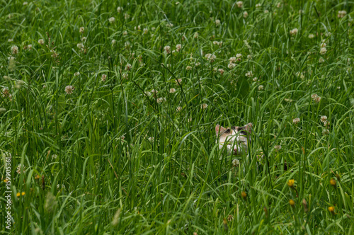 Fototapeta Naklejka Na Ścianę i Meble -  Small cat hiding in a lush mountain meadow