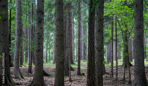 Coniferous forest in southern Austria